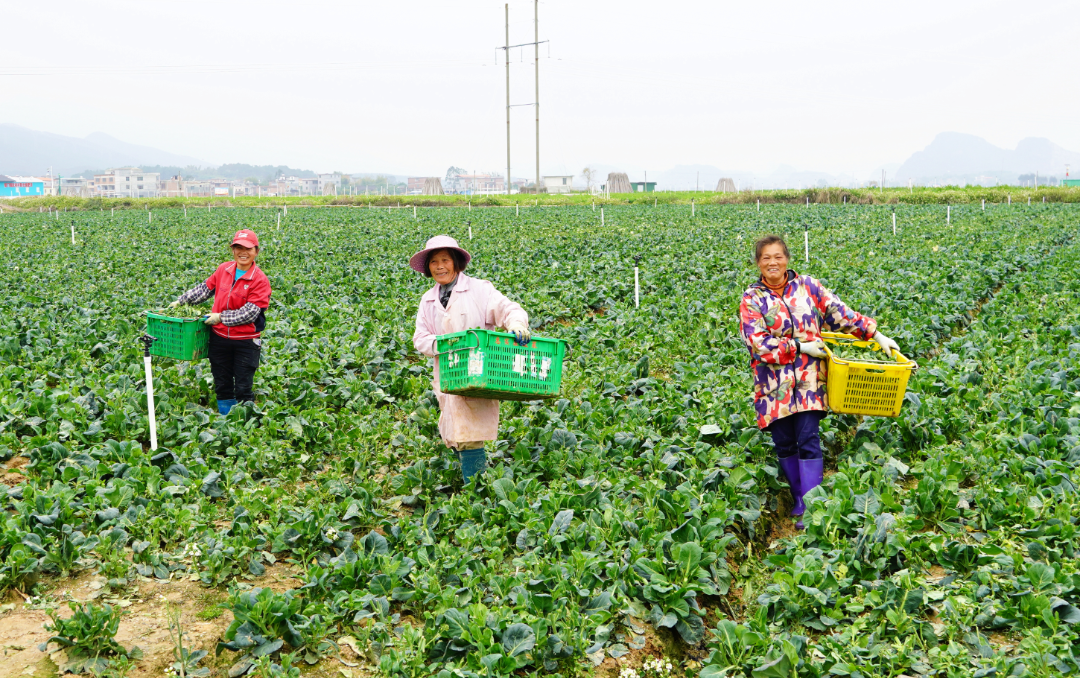 粤港澳大湾区“菜篮子”工作办公室关于公布粤港澳大湾区“菜篮子”生产基地（第十二批）认定名单的通知